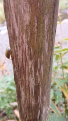 Piezodorus lituratus