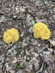 Ramaria flava