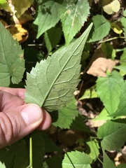 Liriomyza limopsis