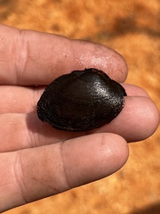 Pleurobema strodeanum