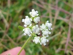 Parthenium bipinnatifidum