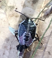 Pentatomoidea