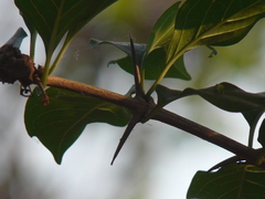 Meyna laxiflora