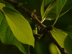 Meyna laxiflora