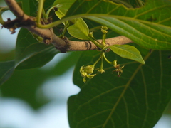 Meyna laxiflora