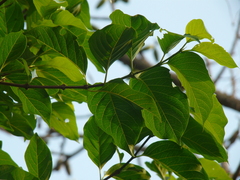 Meyna laxiflora