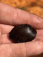 Pleurobema strodeanum