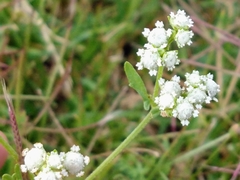 Parthenium bipinnatifidum