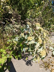 Pycnanthemum incanum