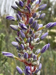 Aristea capitata