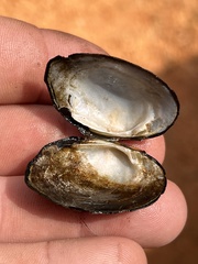 Pleurobema strodeanum