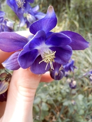 Aquilegia vulgaris