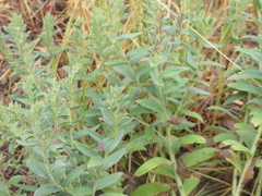 Lithospermum occidentale