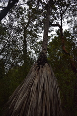 Furcraea parmentieri