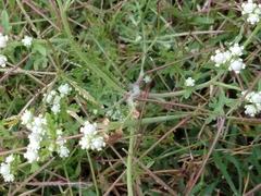 Parthenium bipinnatifidum