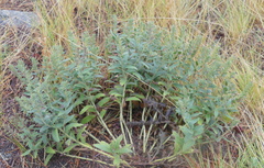 Lithospermum occidentale