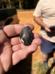 Pleurobema strodeanum