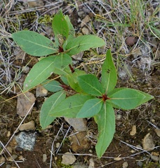 Photinia serratifolia