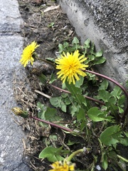 Taraxacum