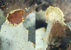 Peltigera aphthosa