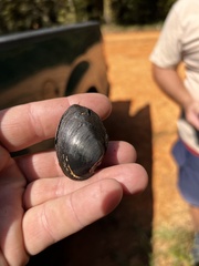 Pleurobema strodeanum