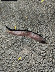 Gleditsia triacanthos