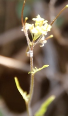 Sisymbrium capense