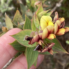 Aspalathus cordata