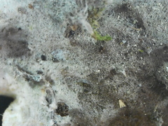Peltigera aphthosa