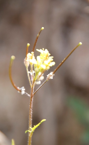 Cape Mustard (Sisymbrium capense)