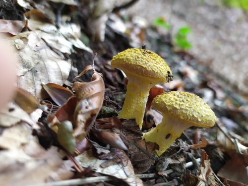 Podpňovka žltá (Armillaria gallica)