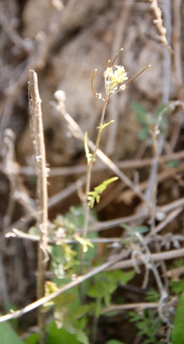 Image of Sisymbrium capense by (c) Tony Rebelo, some rights reserved (CC BY-SA)