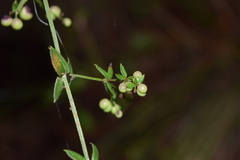 Galium aschenbornii
