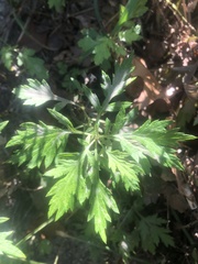 Artemisia indica