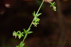 Galium aschenbornii