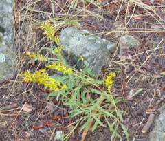 Solidago nemoralis