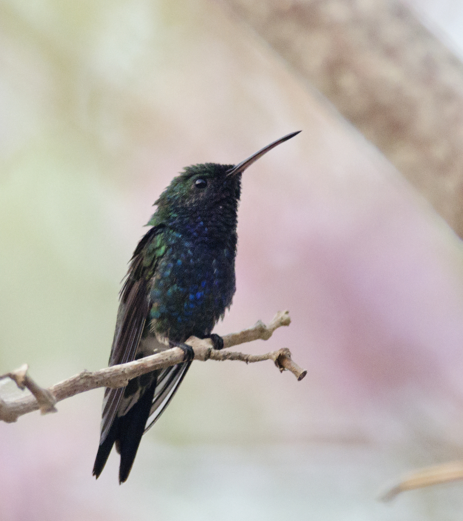 Sapphire-bellied Hummingbird photo