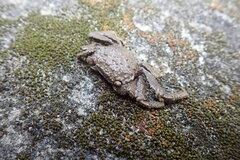 Clistocoeloma sinense