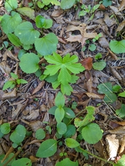 Hydrophyllum canadense