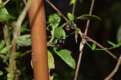 Galium aschenbornii