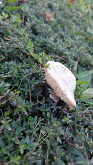 Macrolepiota mastoidea