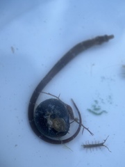 Agathistoma fasciatum