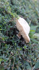 Macrolepiota mastoidea