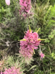 Castilleja purpurea