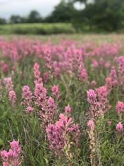 Castilleja purpurea