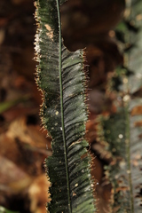 Trichomanes vittaria image