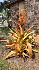 Aechmea blanchetiana