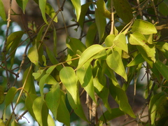 Macrosolen capitellatus