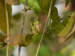 Macrosolen capitellatus