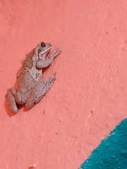 Trachycephalus vermiculatus